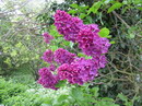 یاس خوشه ای